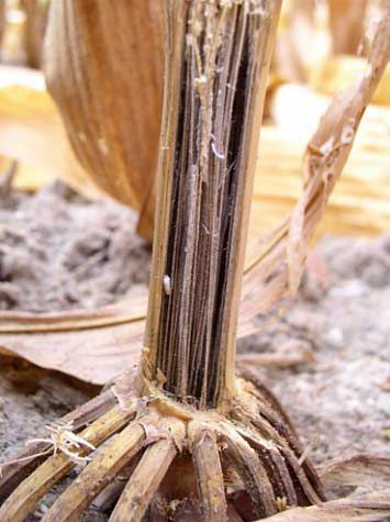 This is a photo showing damage to corn roots and stalk due to charcoal rot.