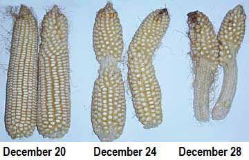 Cold chilling shock at different stages of corn ear development.