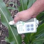 Photo: Using the SPAD 502 chlorophyll meter on corn.