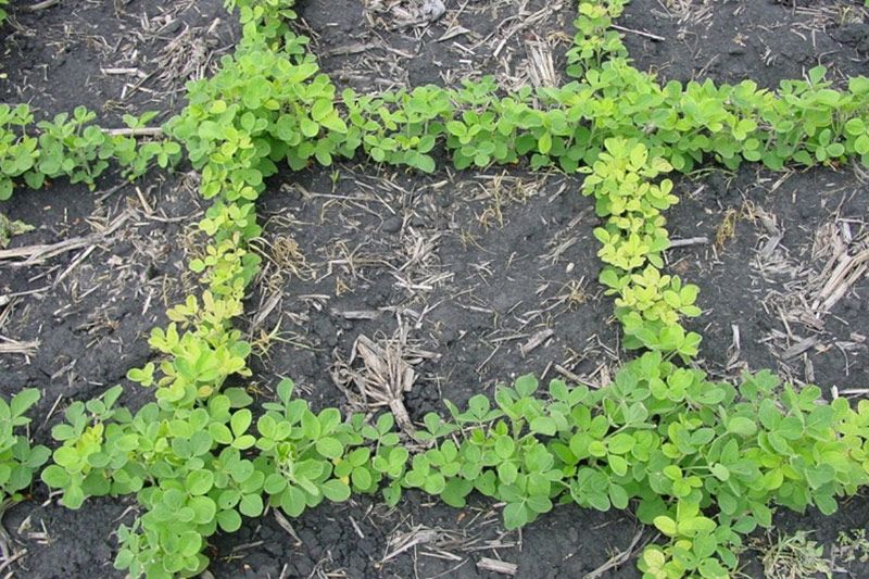 Chlorosis and stunting symptoms of IDC are greatly reduced where population is higher at intersection of rows and end rows.