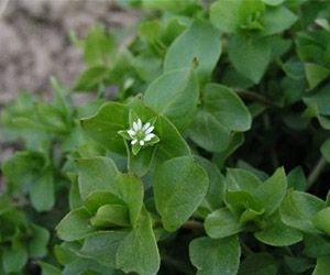 Gwiazdnica pospolita