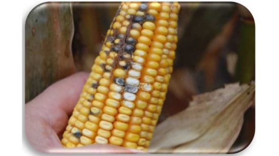 Corn cob damaged by Cladosporium ear rot.