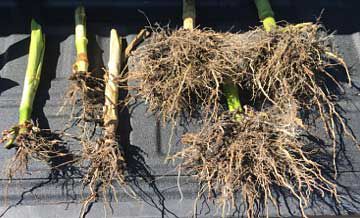 Comparison photos of corn roots sampled from affected and unaffected areas showing severe corn rootworm feeding in the affected part of a field.