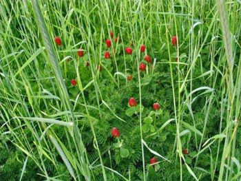 Mixture of rye and crimson clover - cover crop.