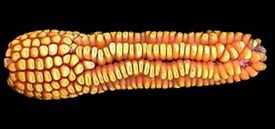 Corn ear pinching due to sulfonylurea herbicide misapplied during ear formation.