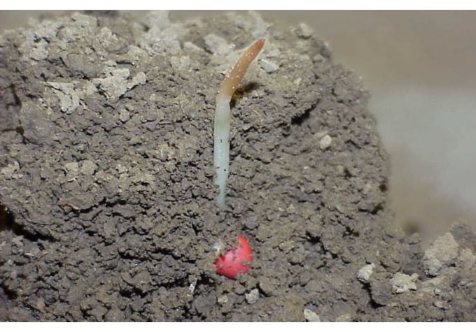 Coleoptile injury from freezing temperatures.