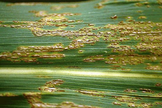 Photo showing typical symptoms of common rust on corn leaf.