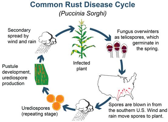 Common rust disease cycle in corn.