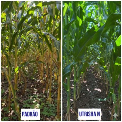 Trator agrícola aplicando fertilizante nitrogenado em lavoura verde sob céu azul, prática essencial para manejo de nitrogênio e alta produtividade no milho.