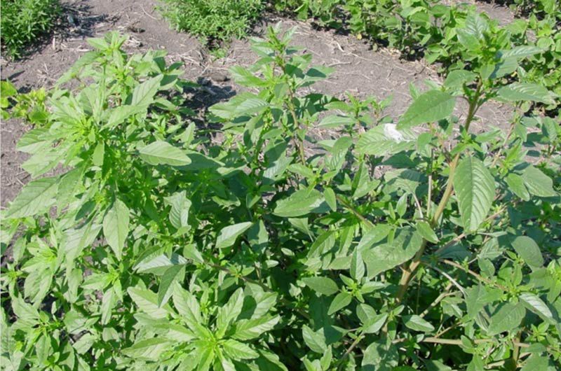 Palmer amaranth and waterhemp