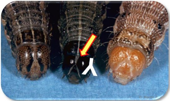 Photo: Similar caterpillar species found on corn (armyworm, fall armyworm and corn earworm.)