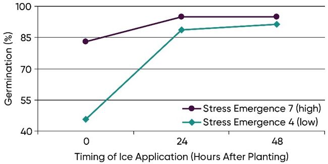 Chart showing germination of two hybrids with stress emergence scores of 4 (low) and 7 (high) following imbibitional chilling induced by melting ice