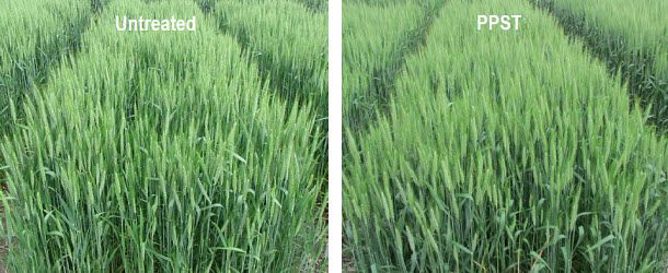 Field comparison of untreated wheat to wheat treated with Pioneer Premium Seed Treatment