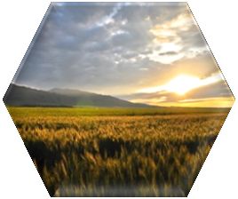 Complete freedom to rotate crops