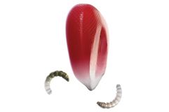 Control y protección fuertes