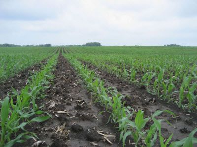 N-sufficient corn field at V5. Most N is applied for corn well ahead of the period of peak crop uptake (V8 to tasseling).