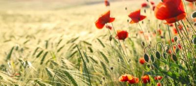 Coquelicots Resistants La Pression Augmente