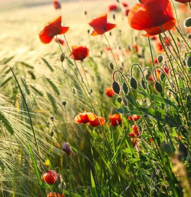 coquelicots résistant