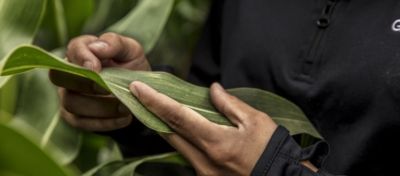 farmer holding a leaf of corn