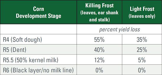 Potential grain yield losses after frost.