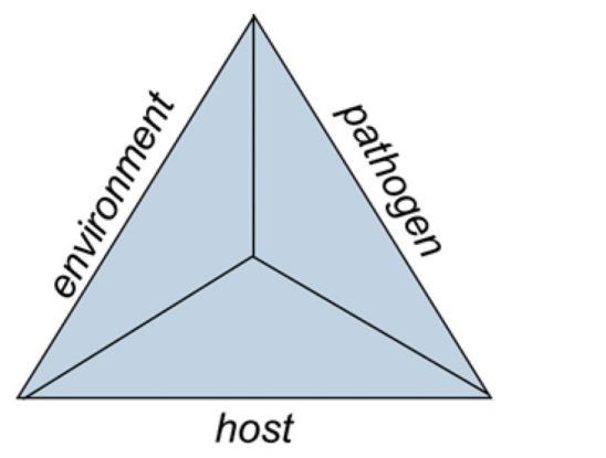 Corn disease triangle.