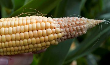 Corn ear damaged from stress during grain fill.