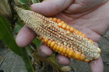 Corn ear damaged from stress during grain fill.
