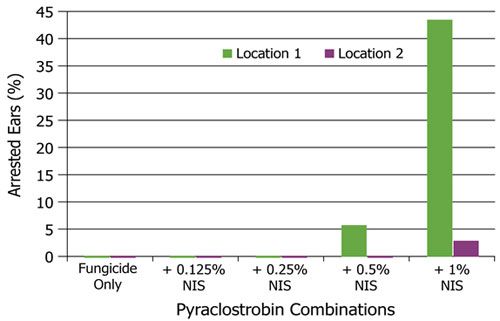 Corn ear response to pyraclostrobin plus several rates of nonionic surfactant applied at the V14 growth stage.