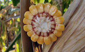 Photo: corn ear midsection closeup.