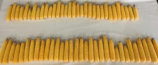 Photo comparing corn ears from plants treated and untreated with ammonium sulfate blocks (1/1000th of an acre).