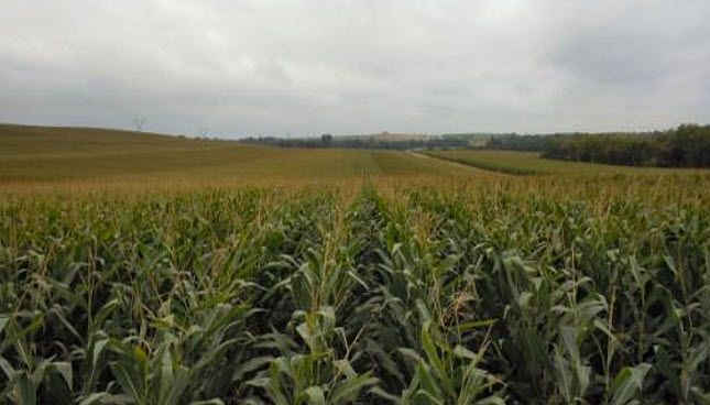 This is a photo of a corn field in mid-summer. A corn canopy needs to intercept 95% or more of photosynthetically active radiation at silking to maximize yield.