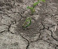 Chloroacetamide injury