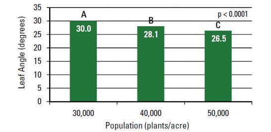 Average angle of the 10 leaf (degrees from vertical) as affected by plant density.
