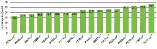 Average angle of the 12th leaf of several Pioneer® brand corn products at 35,000 plants/acre in Johnston, IA plots in 2015.