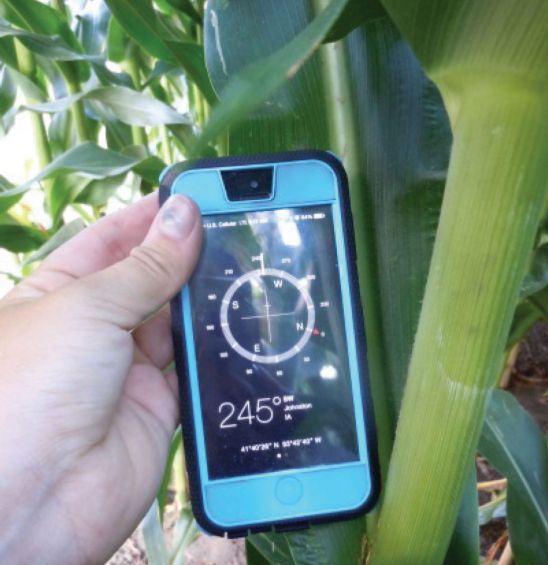 Corn leaf orientation measured using a compass smartphone app.