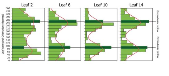 Distribution of azimuthal orientation for leaf 2, leaf 6, leaf 10, and leaf 14 averaged across corn products and population densities.