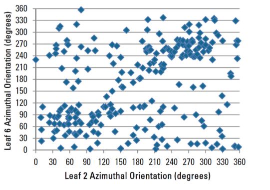Azimuthal orientation of leaf 6 compared to leaf 2 for all corn plants sampled.
