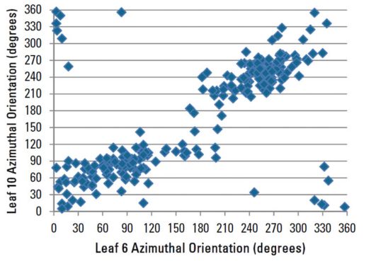 Azimuthal orientation of leaf 10 compared to leaf 6 for all plants sampled.