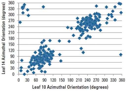 Azimuthal orientation of leaf 14 compared to leaf 10 for all plants sampled.