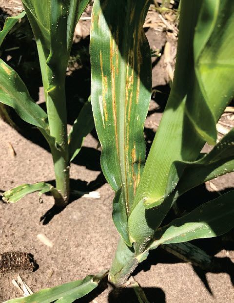 This is a photo showing bacterial leaf streak on a corn plant.