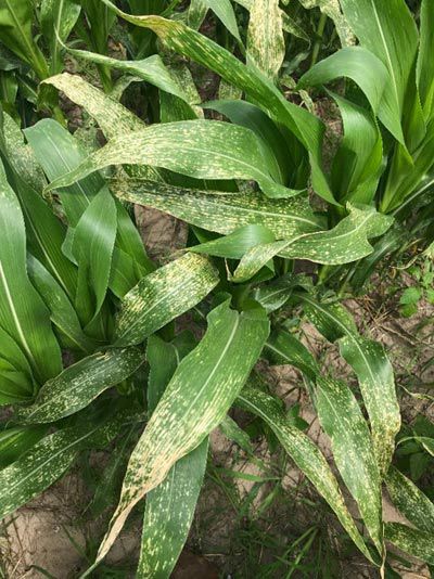 This is a closeup photo showing disease lesions on corn leaves.