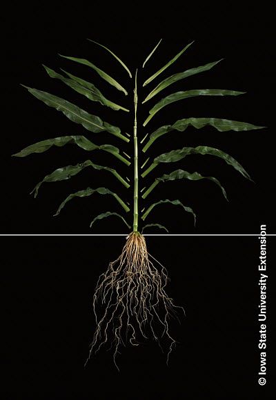 Photo showing corn plant at the V12 growth stage.