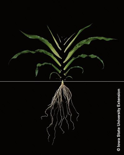 Photo showing corn plant at the V6 growth stage.