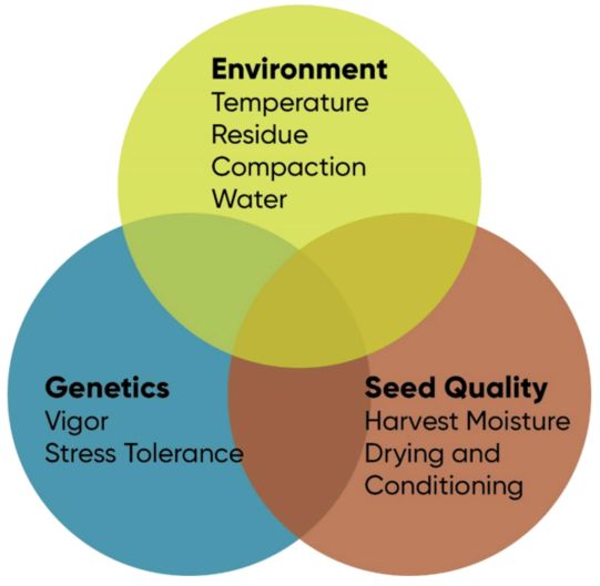 Chart showing critical environmental, genetic, and seed quality factors that affect corn stand establishment