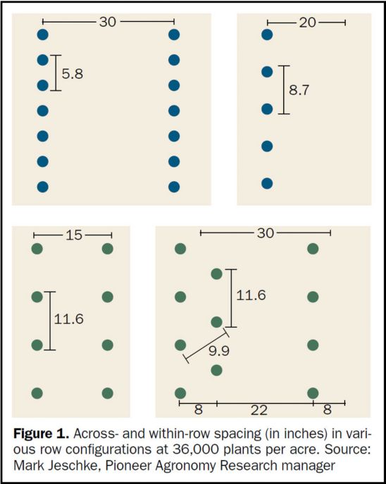 Illustration - Across- and within-row spacing (in inches) in various row configurations at 36,000 plants per acre.