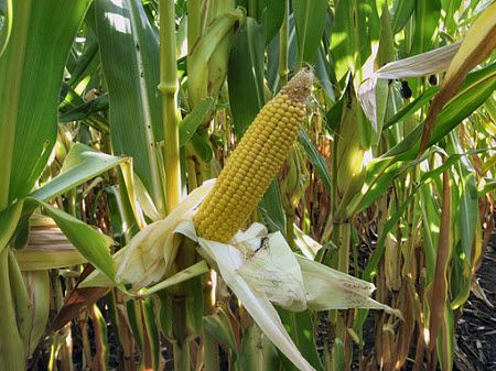 Corn showing nitrogen deficiency symptoms.