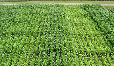 Nitrogen rate research plot