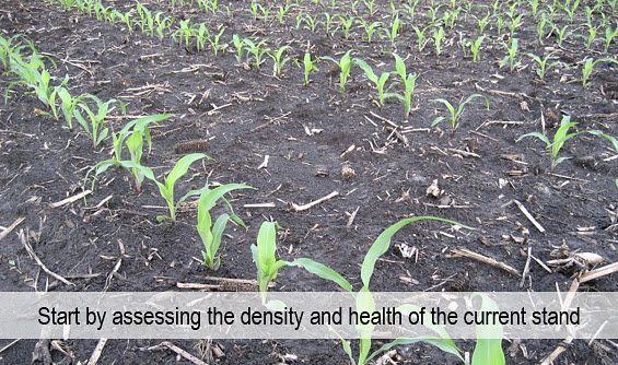 Photo of corn seedlings in field, early spring. Assess the density and health of the current stand.