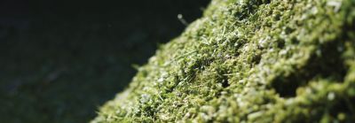 Кукурудза на силос