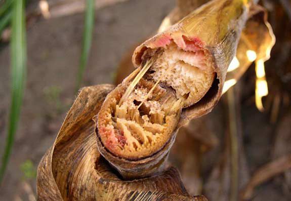 This is a photo showing corn stalk breakage characteristic of Gibberella.